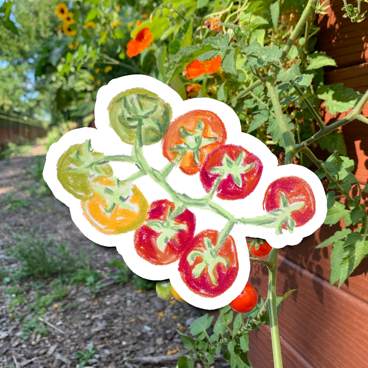 Cherry Tomatoes Sticker